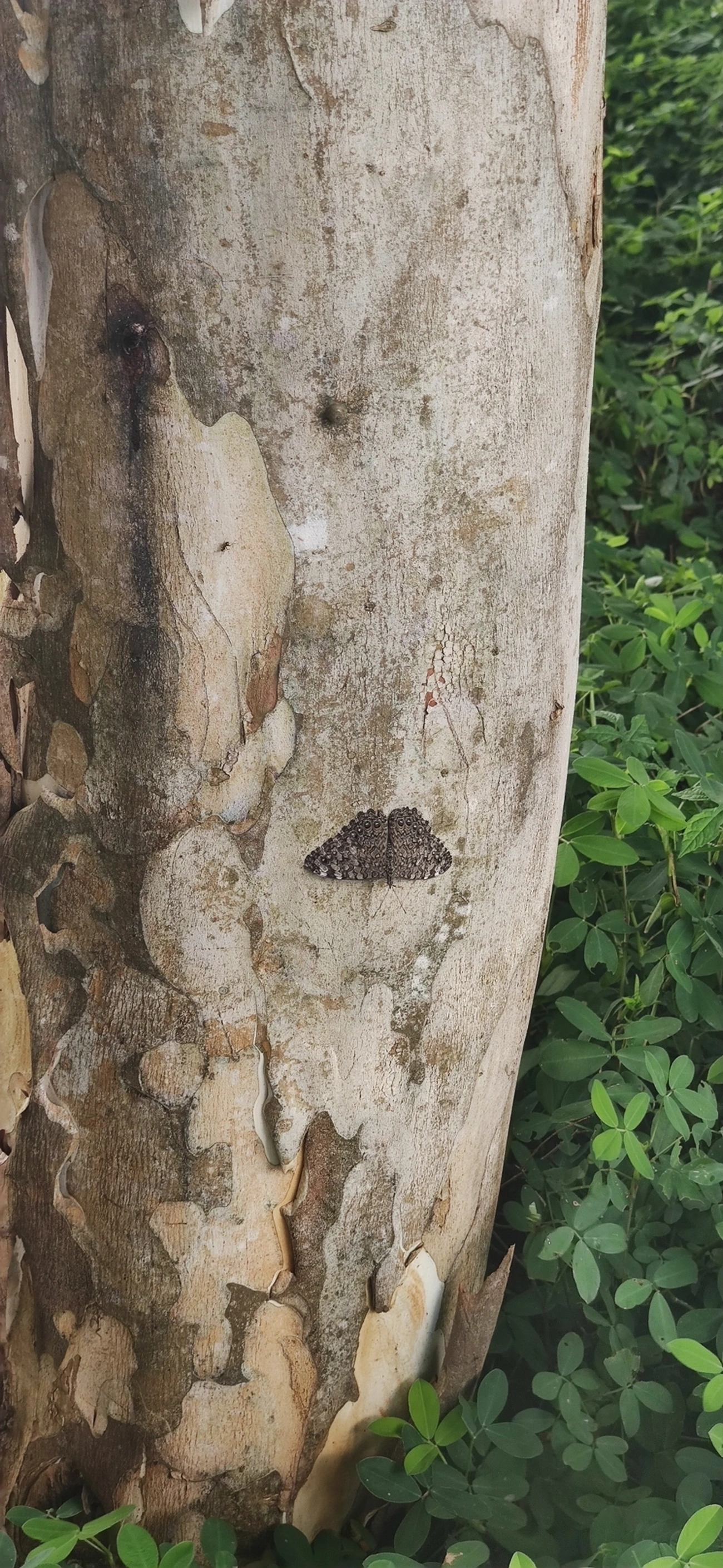 Estaladeira-cinzenta (Hamadryas februa), insetos, fotografado em Paraibuna