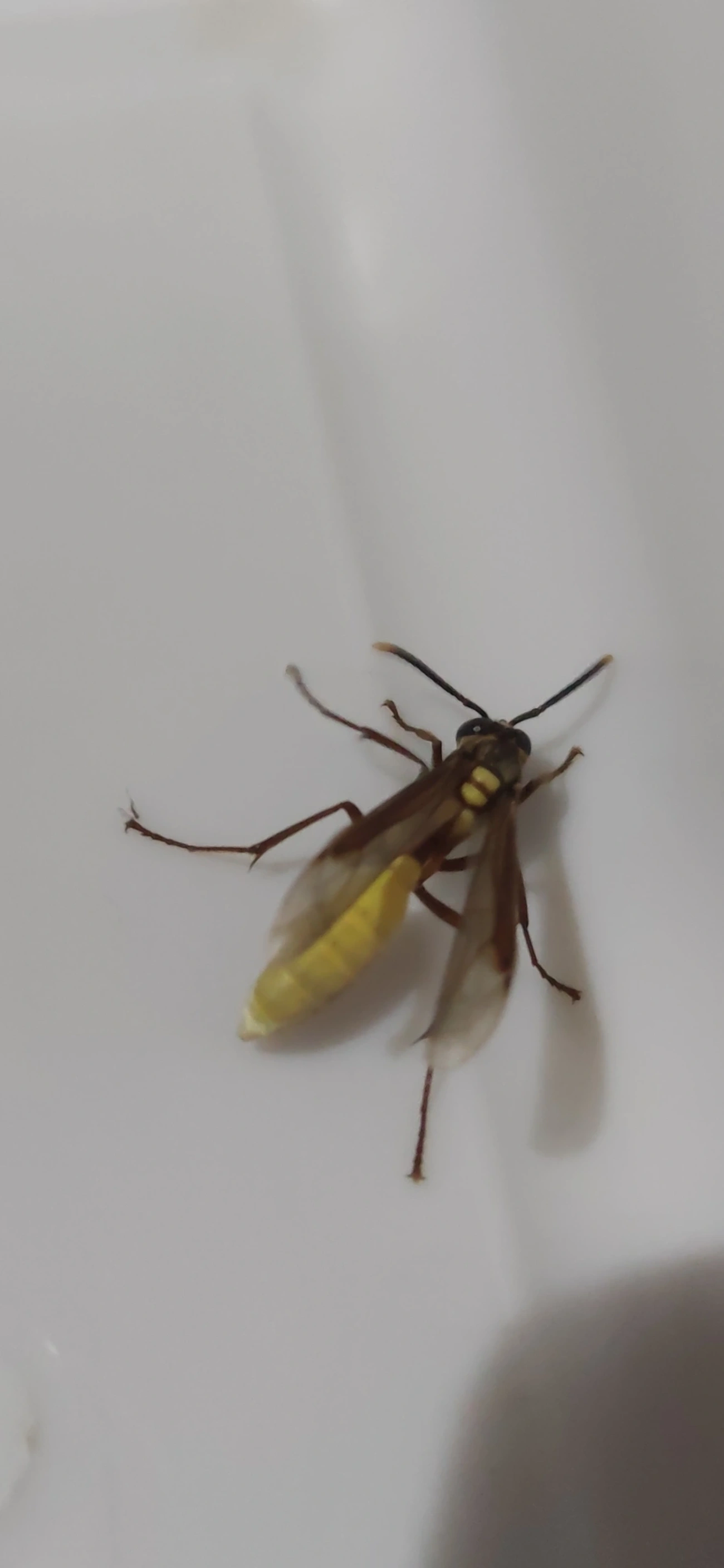 Marimbondo-chapéu (Apoica pallens), insetos, fotografado em Maresias, São Sebastião