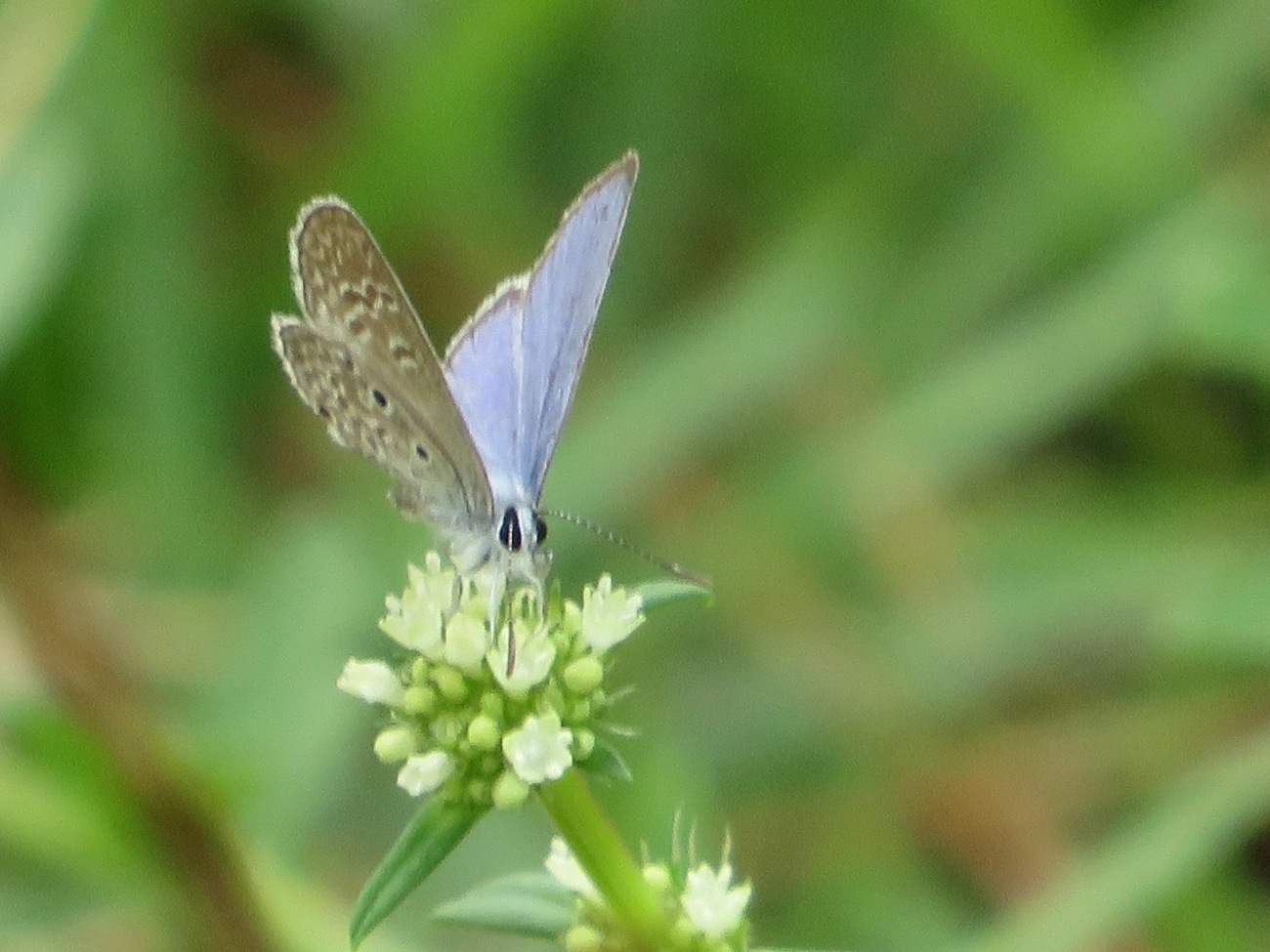 Borboleta-azulzinha-do-trevo (Hemiargus hanno), insetos, fotografado em Maresias, São Sebastião
