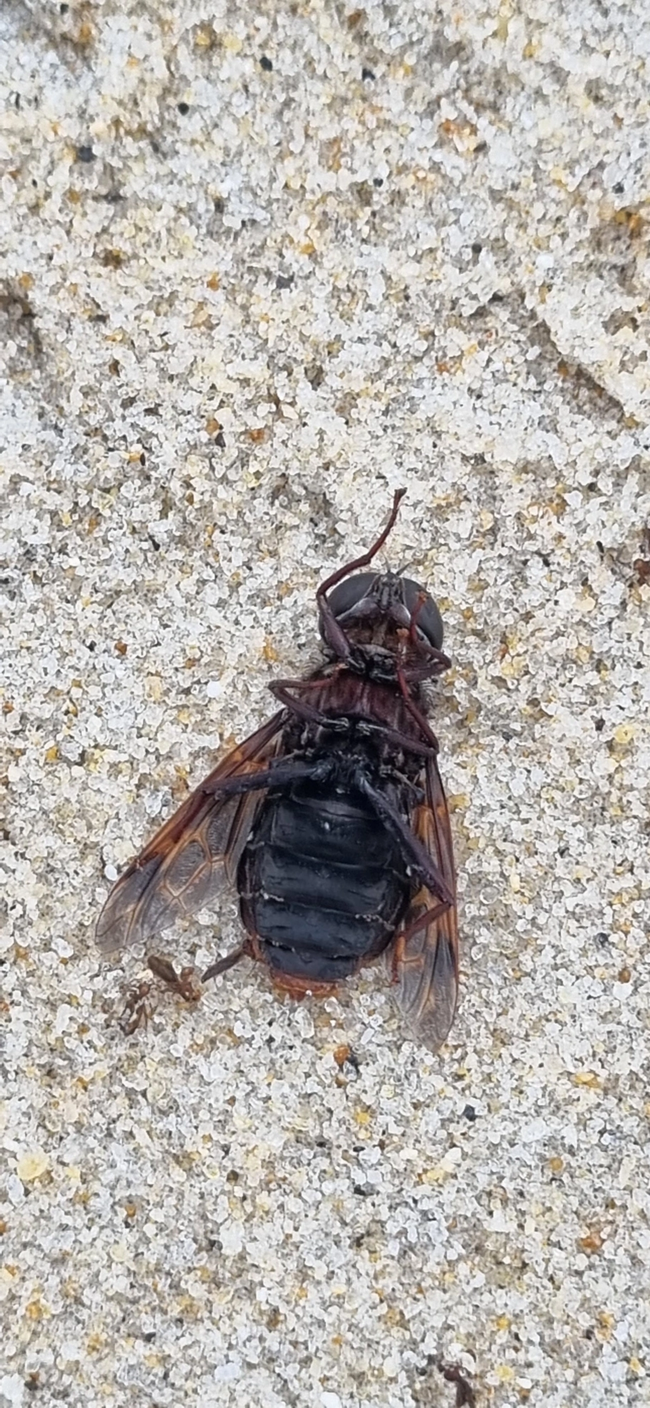Pantophthalmus, insetos, fotografado em São Sebastião