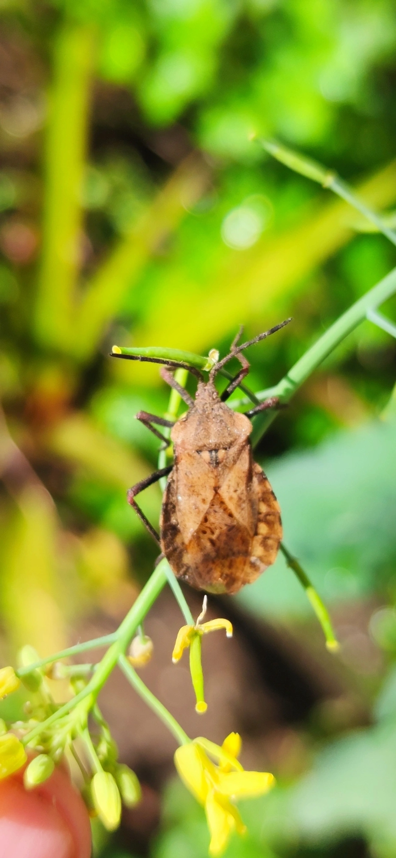 Spartocera, insetos, fotografado em Maresias, São Sebastião
