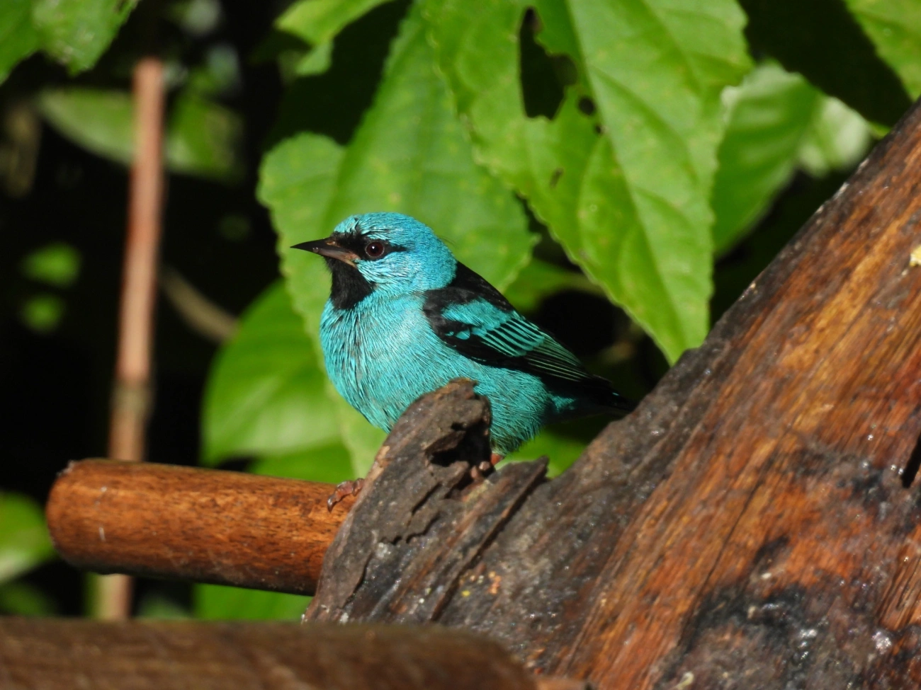 Saíra-douradinha (Tangara cyanoventris), aves, fotografado em Resende