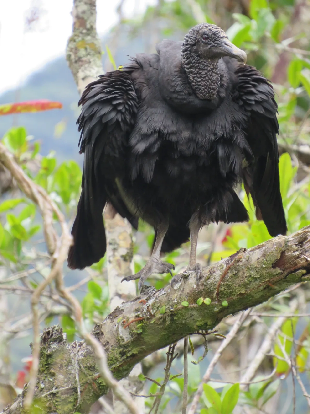 Urubu-de-cabeça-preta (Coragyps atratus), aves, fotografado em Maresias, São Sebastião
