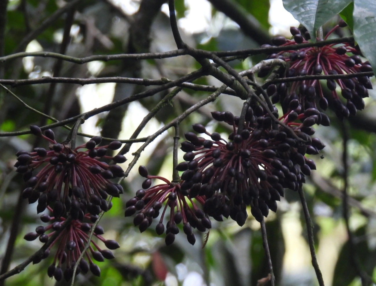 Guatteria, plantas, fotografado em Queluz