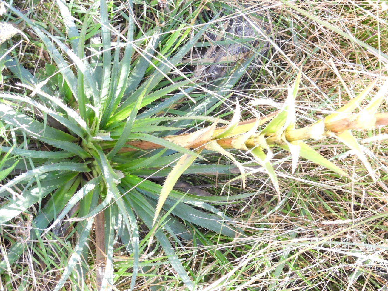 Chupalla (Eryngium paniculatum), plantas, fotografado em Engenheiro Passos
