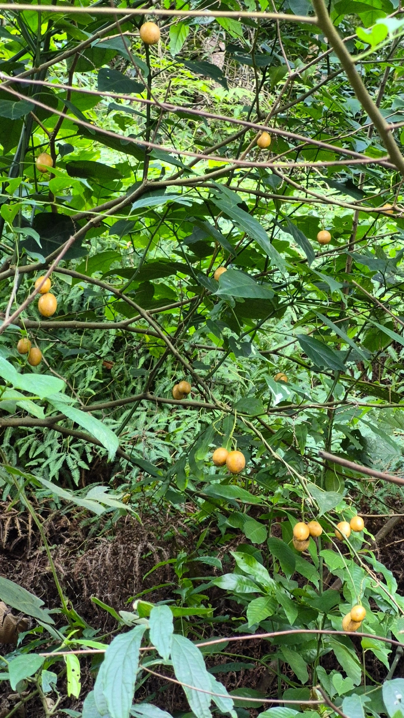 Baga-de-veado (Solanum diploconos), plantas, fotografado em São Paulo