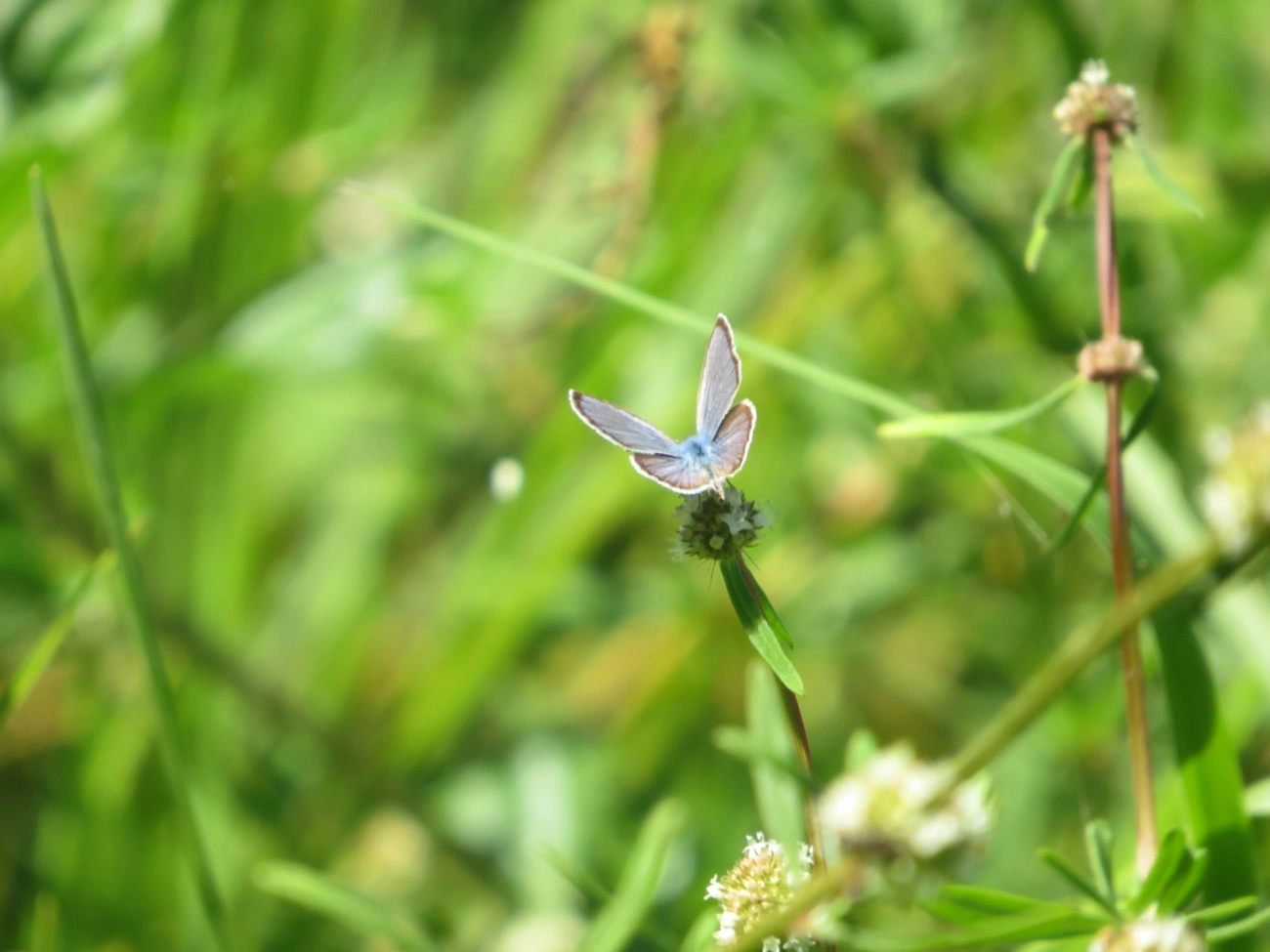 Borboleta-azulzinha-do-trevo (Hemiargus hanno), insetos, fotografado em Maresias, São Sebastião