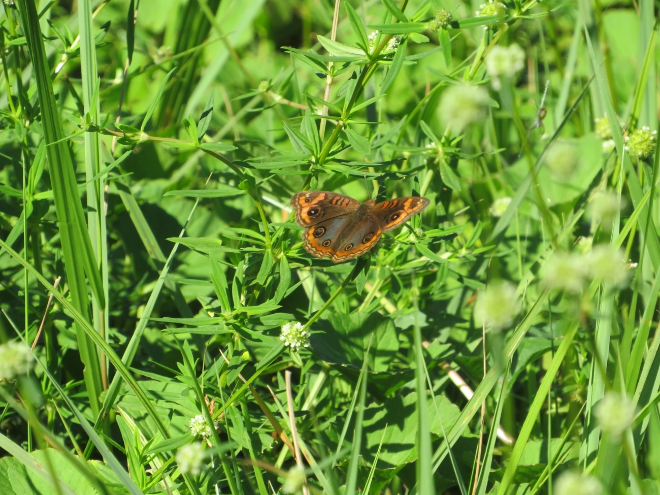 Borboleta-Olho-de-Pavão-Diurno (Junonia evarete), insetos, fotografado em Maresias, São Sebastião