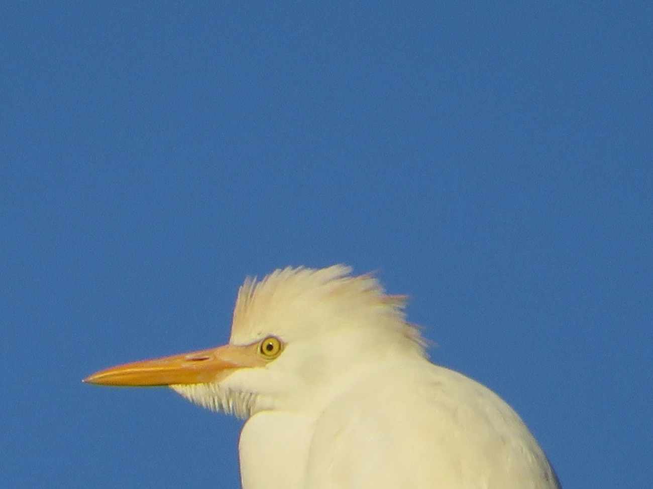 Garça-vaqueira (Ardea ibis), aves, fotografado em Maresias, São Sebastião