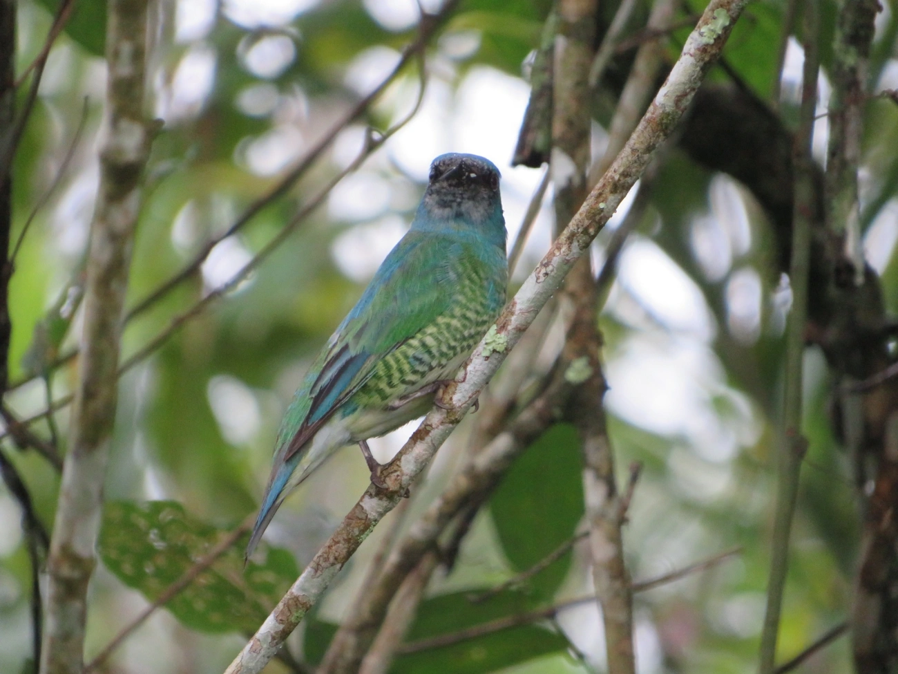 Saí-andorinha (Tersina viridis), aves, fotografado em Maresias, São Sebastião