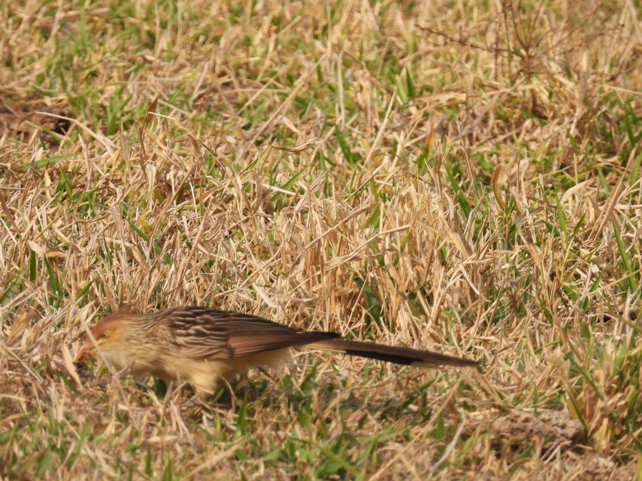 Anu-branco (Guira guira), aves, fotografado em Socorro