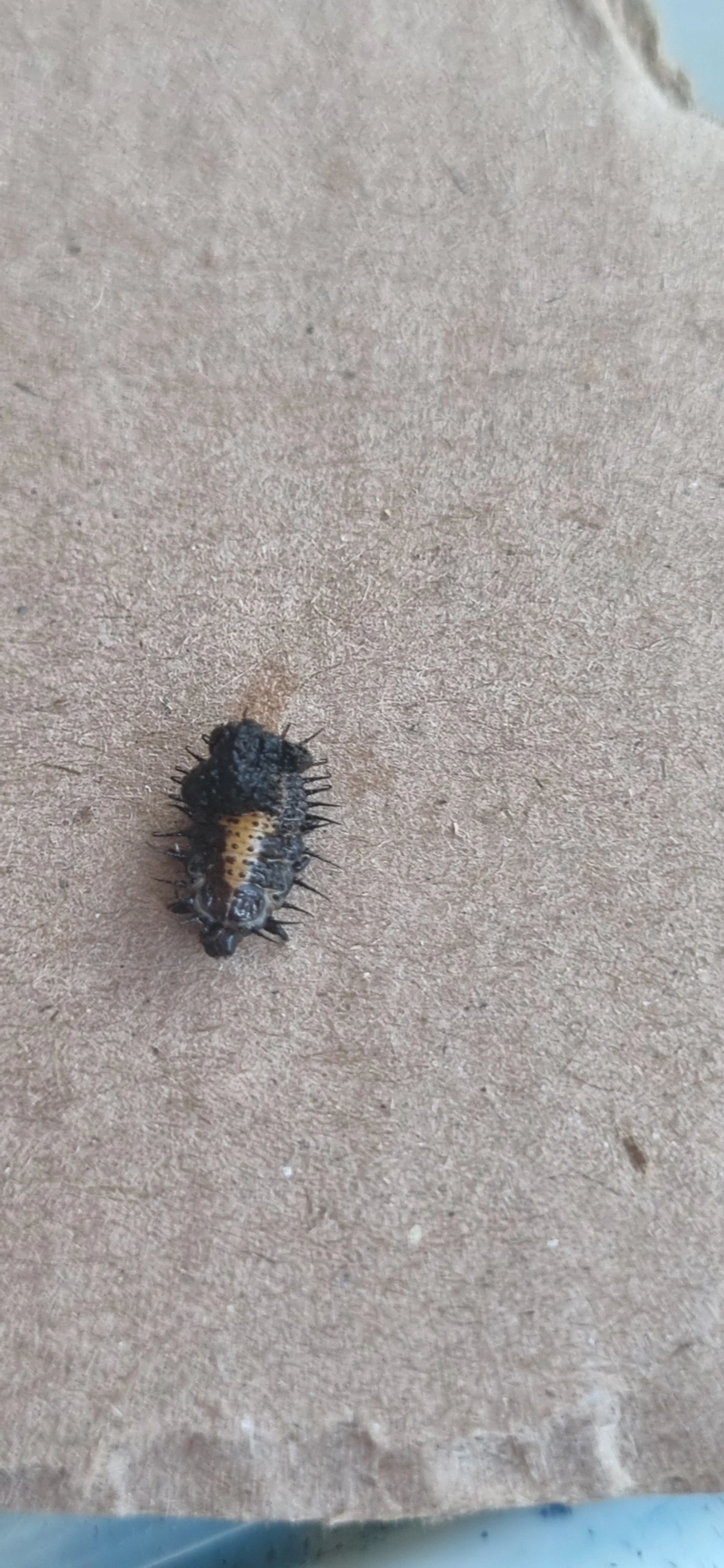 Chelymorpha, insetos, fotografado em Maresias, São Sebastião