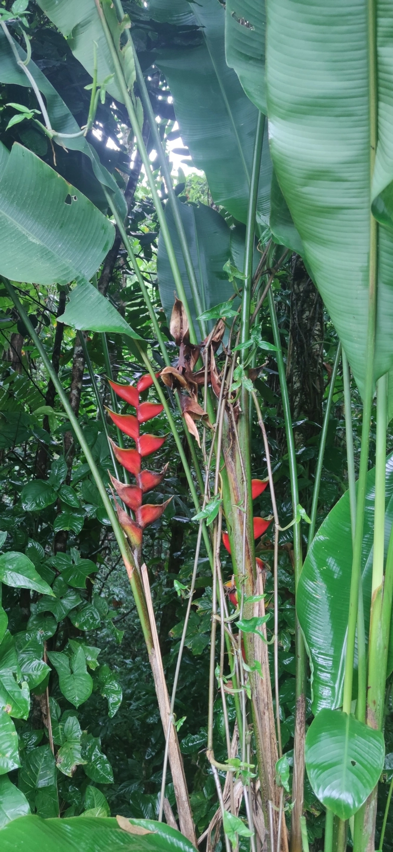 Helicônia (Heliconia bihai), plantas, fotografado em Maresias, São Sebastião