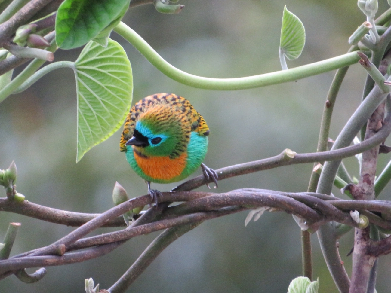 Saíra-lagarta (Tangara desmaresti), aves, fotografado em Maresias, São Sebastião