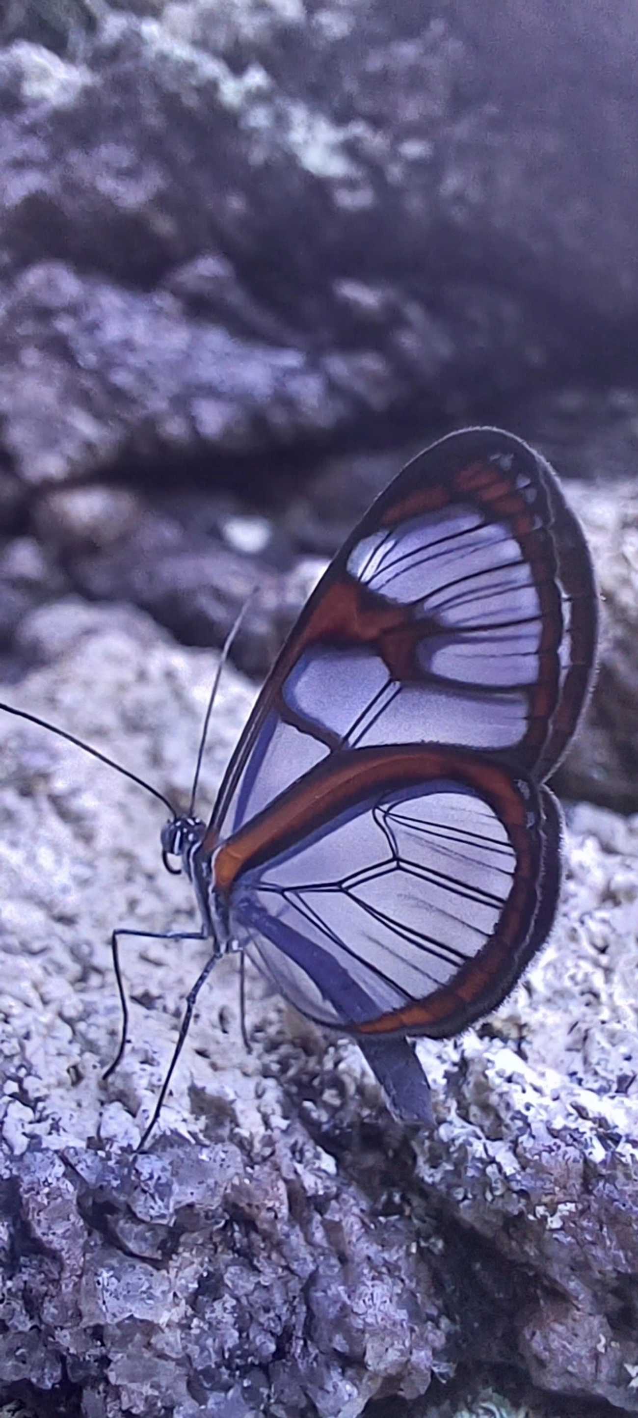 Asas-de-Vidro e Afins (Ithomiini), insetos, fotografado em Maresias, São Sebastião