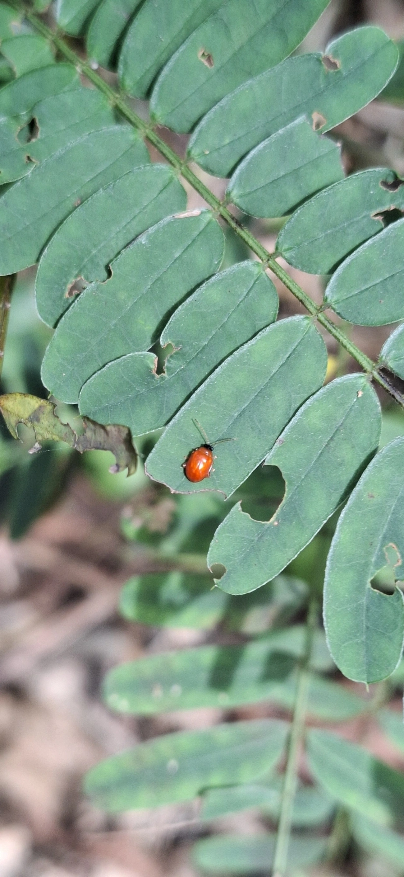 Besouros (Coleoptera), insetos, fotografado em Praia Vermelha, Ilhabela