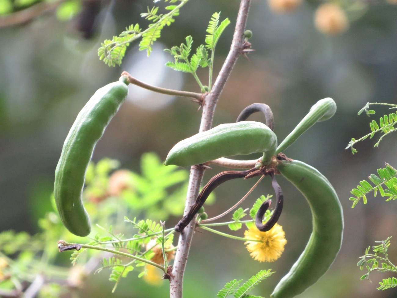 Acácia-de-dioscórides (Vachellia farnesiana), plantas, fotografado em Maresias, São Sebastião