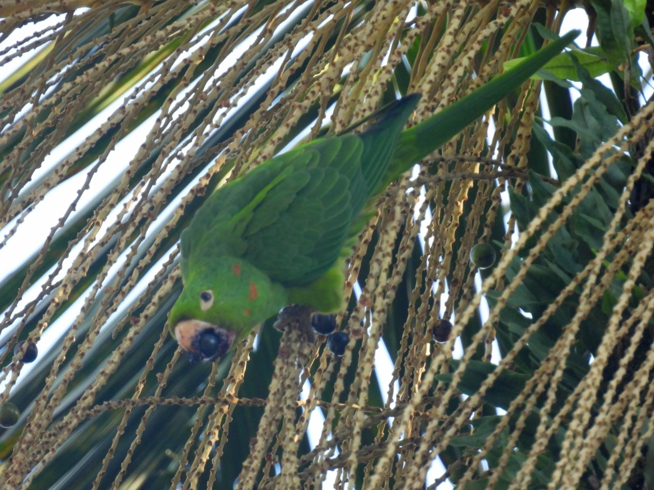 Periquitão-maracanã (Psittacara leucophthalmus), aves, fotografado em Serrinha do Alambari