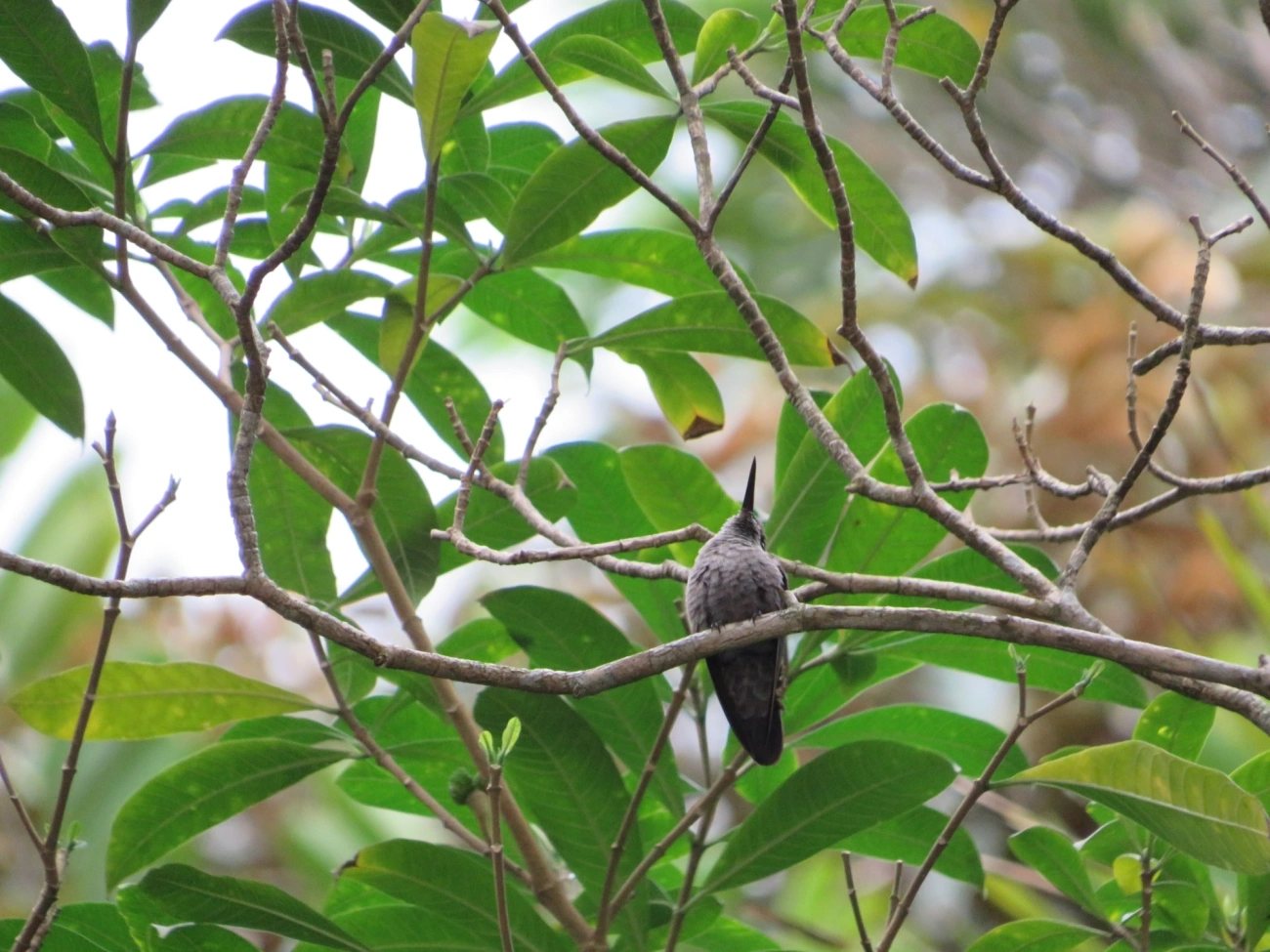 Beija-flor-cinza (Eupetomena cirrochloris), aves, fotografado em Maresias, São Sebastião