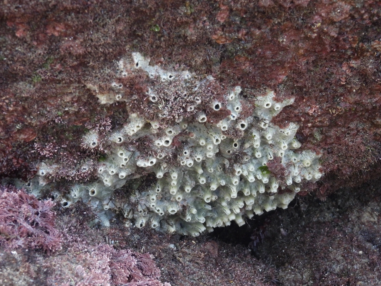 Haliclona, outros, fotografado em Maresias, São Sebastião