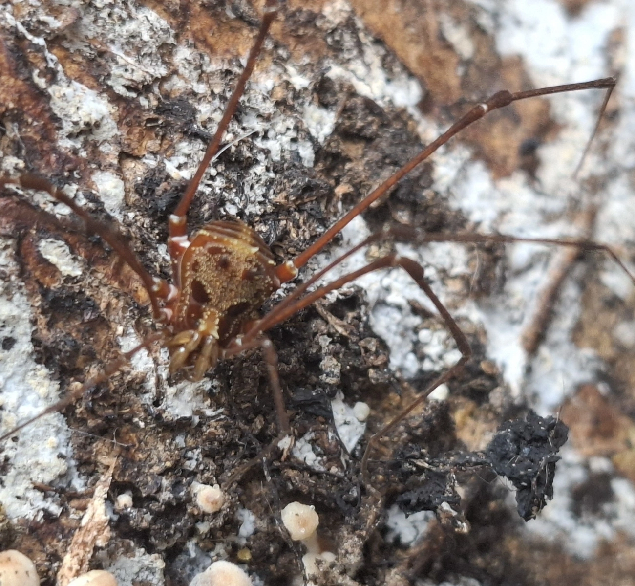 Promitobates, aracnídeos, fotografado em Maresias, São Sebastião