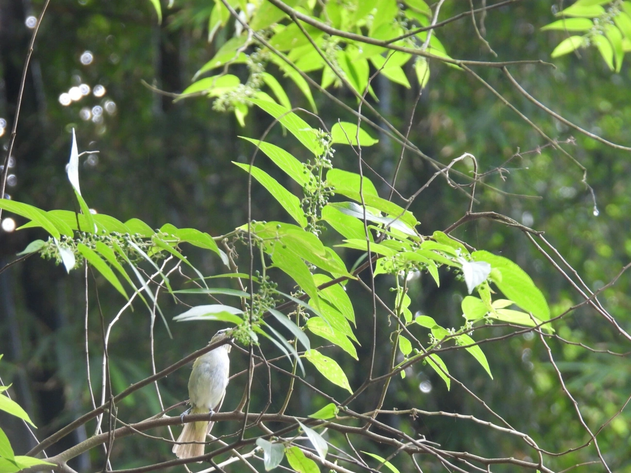 Juruviara (Vireo chivi), aves, fotografado em Bonete, Ilhabela