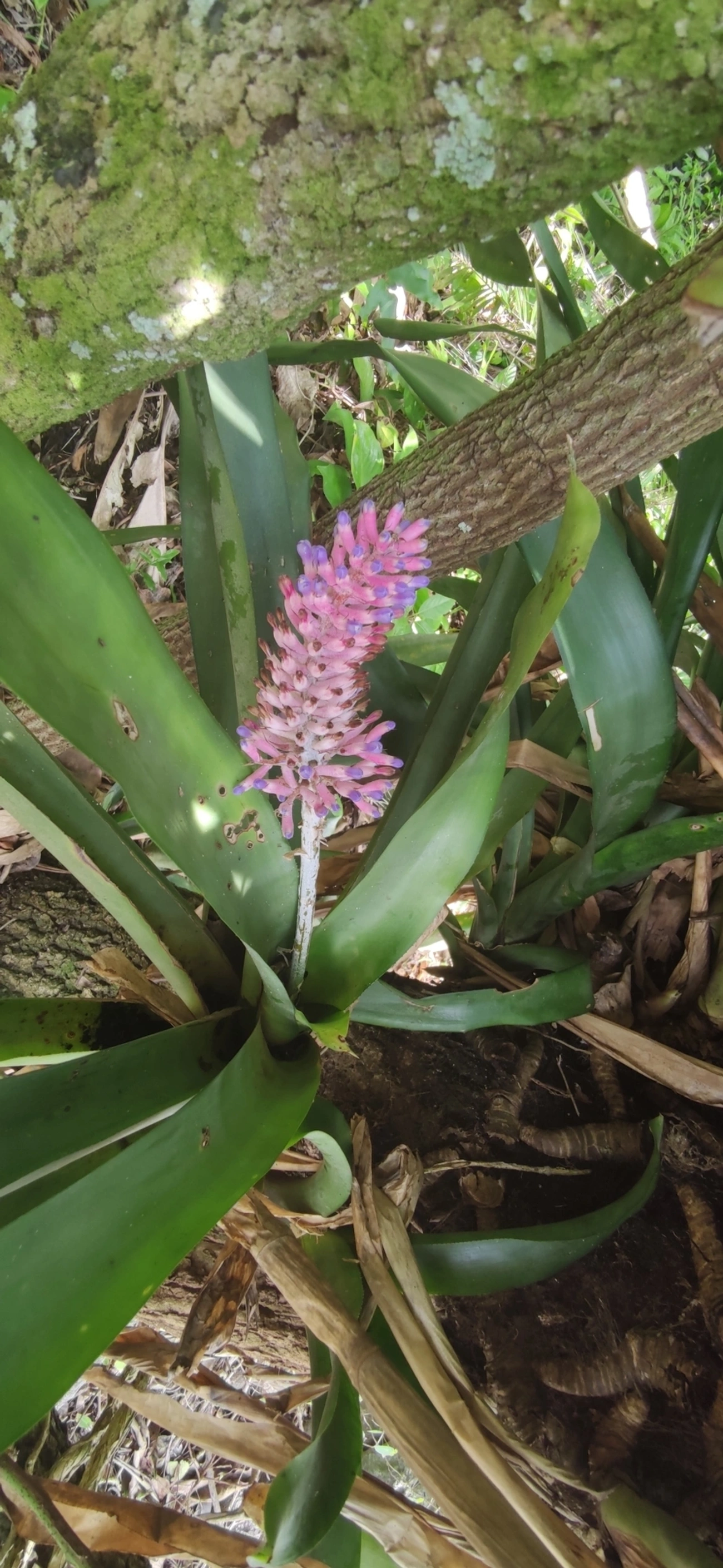 Gravata (Aechmea coelestis), plantas, fotografado em Maresias, São Sebastião