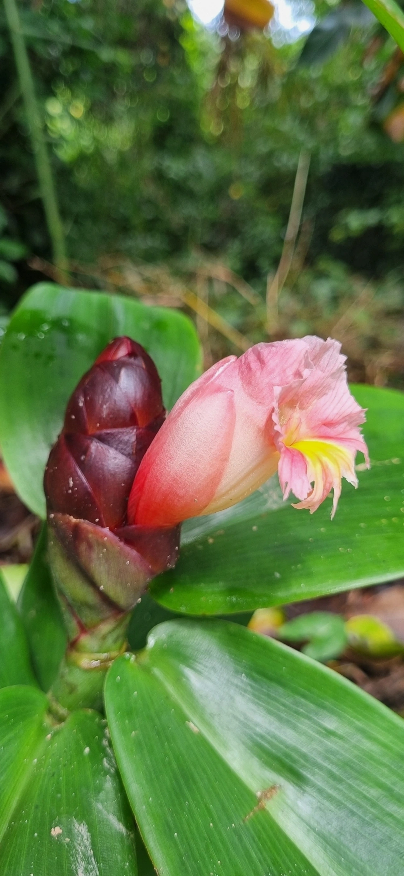 Cana-de-macaco (Costus atlanticus), plantas, fotografado em Maresias, São Sebastião