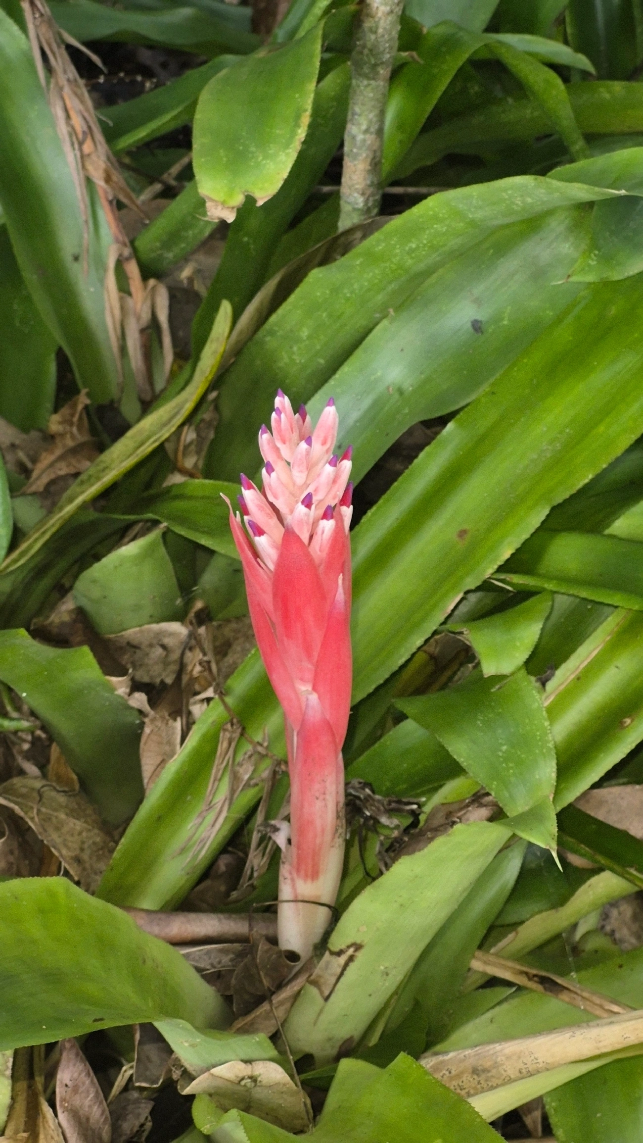 Bromélia-tocha (Billbergia pyramidalis), plantas, fotografado em Maresias, São Sebastião