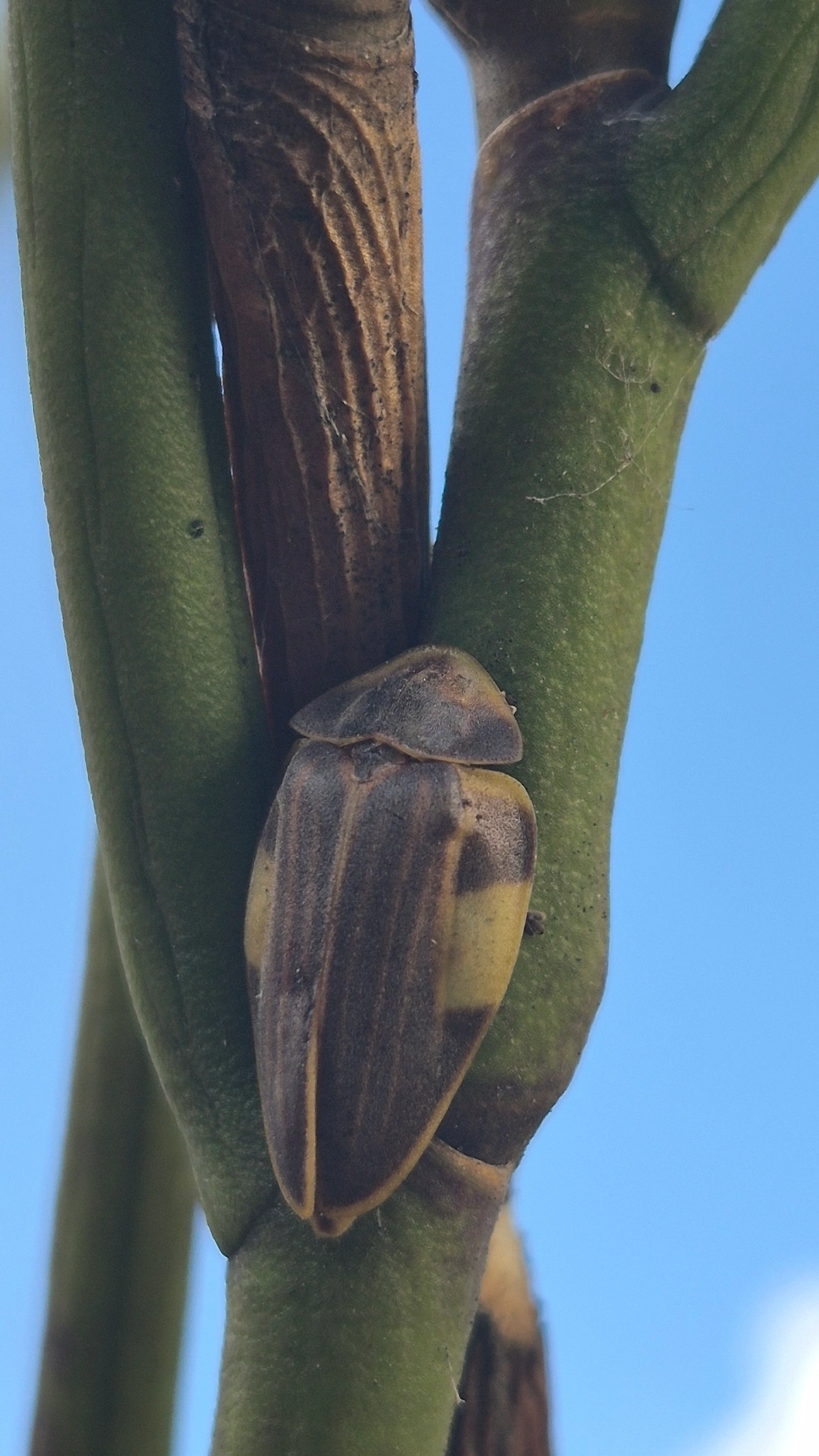 Aspisoma lineatum, insetos, fotografado em Indaiá, Caraguatatuba