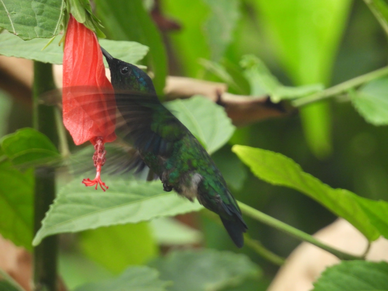 Beija-flor-de-fronte-violeta (Thalurania glaucopis), aves, fotografado em Bonete, Ilhabela