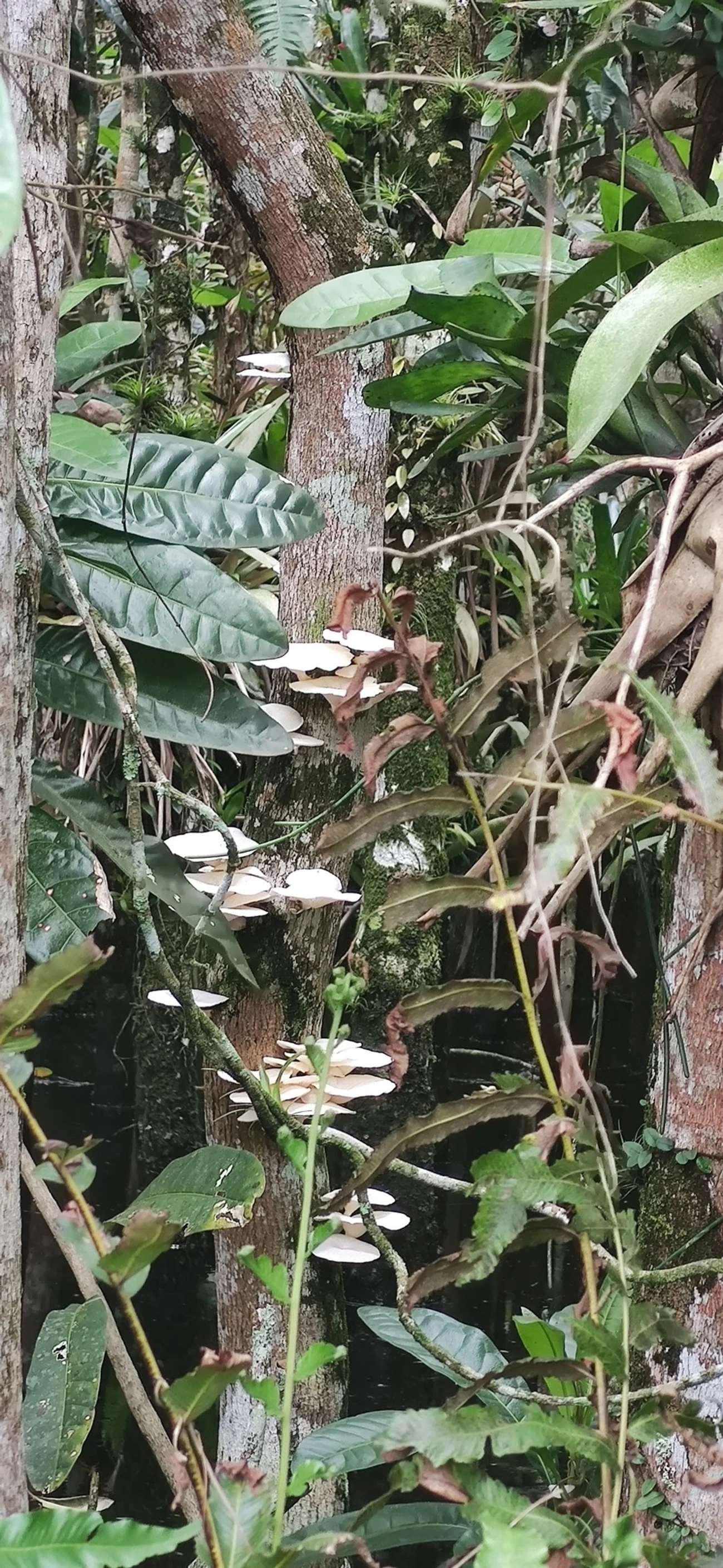 Orelha-de-pau (Favolus brasiliensis), fungos, fotografado em Maresias, São Sebastião