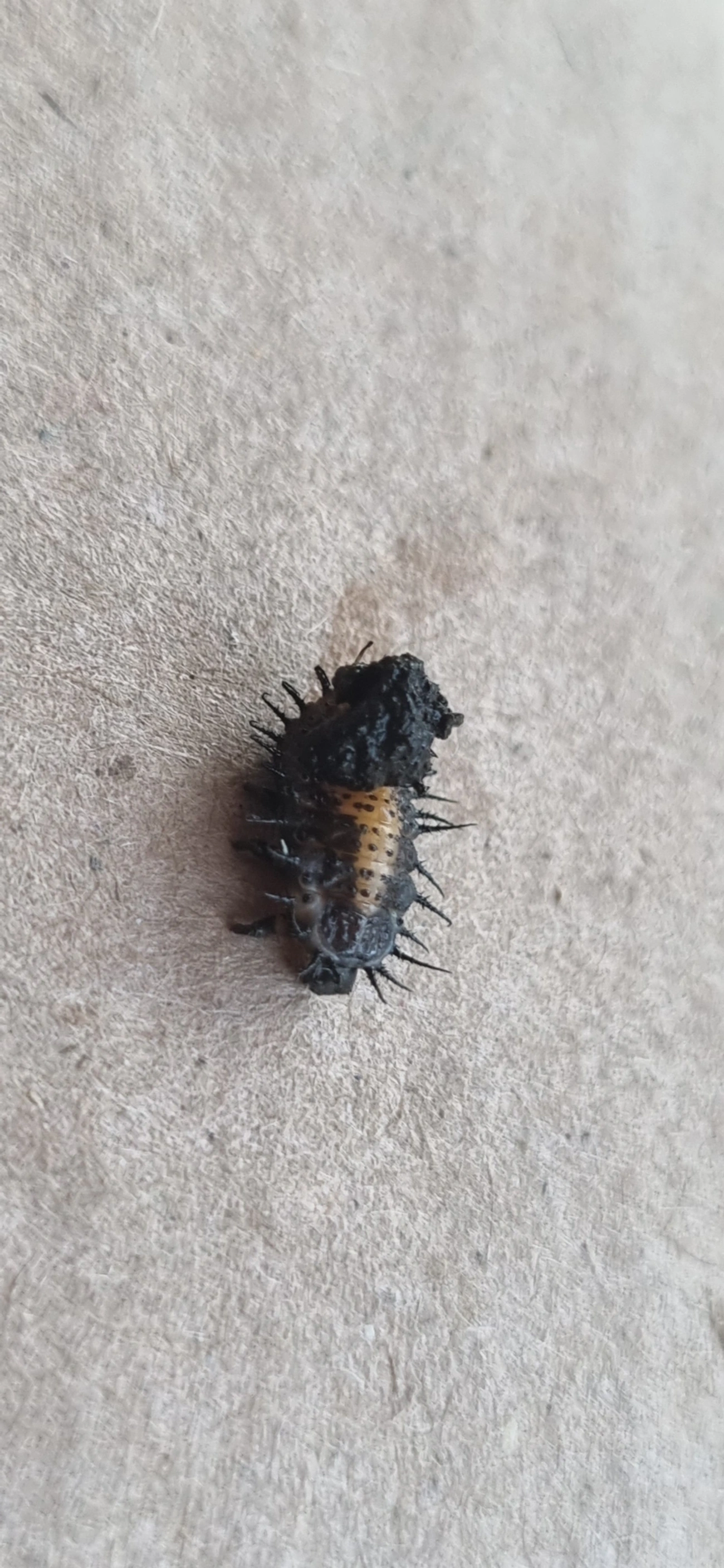 Chelymorpha, insetos, fotografado em Maresias, São Sebastião