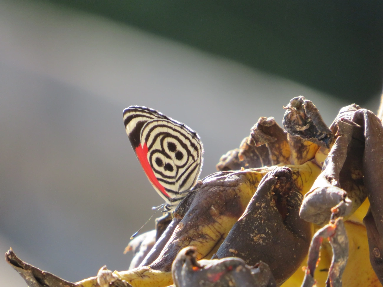 Borboleta-oitenta-e-oito (Diaethria clymena), insetos, fotografado em Maresias, São Sebastião