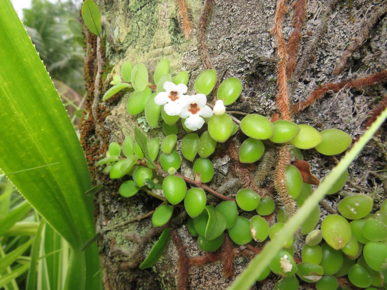 Codonanthe devosiana, plantas, fotografado em Maresias, São Sebastião