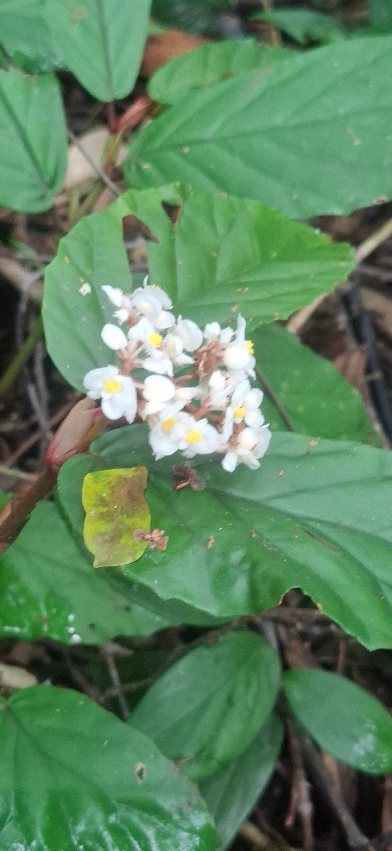Begônias (Begonia), plantas, fotografado em São Sebastião
