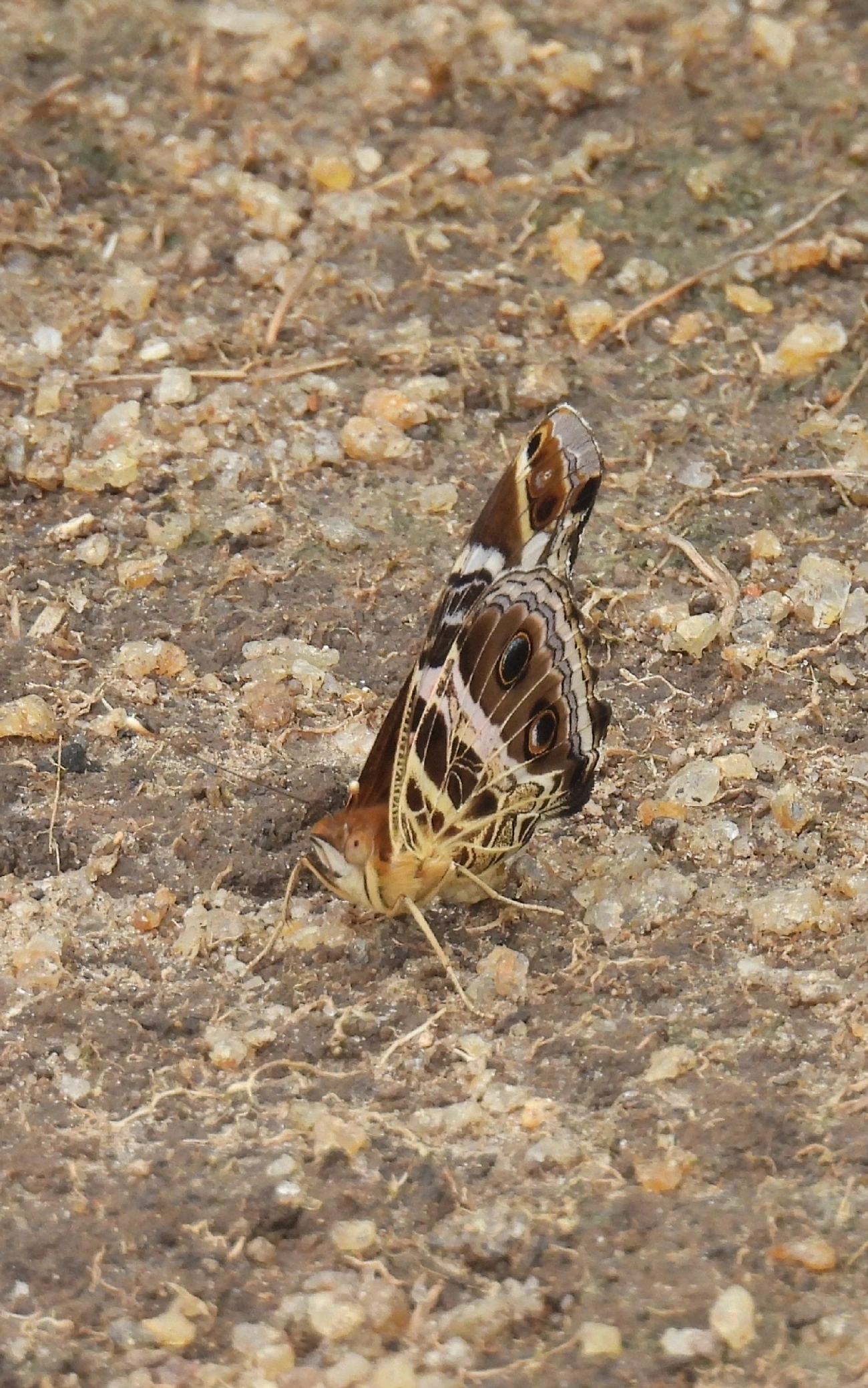 Dama-bandeada (Vanessa myrinna), insetos, fotografado em Barequecaba, São Sebastião