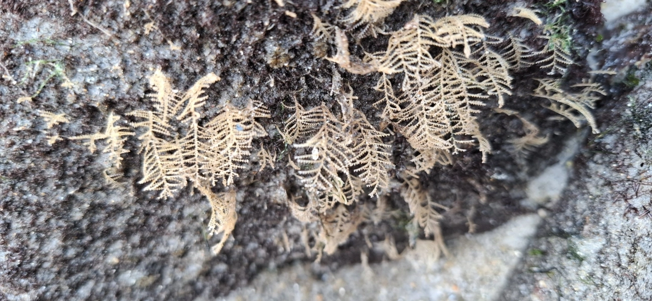 Sertularioidea, cnidários, fotografado em Maresias, São Sebastião