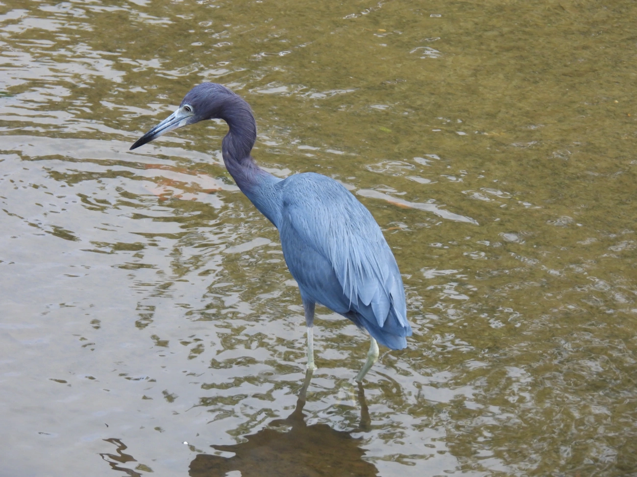 Garça-azul (Egretta caerulea), aves, fotografado em Maresias, São Sebastião