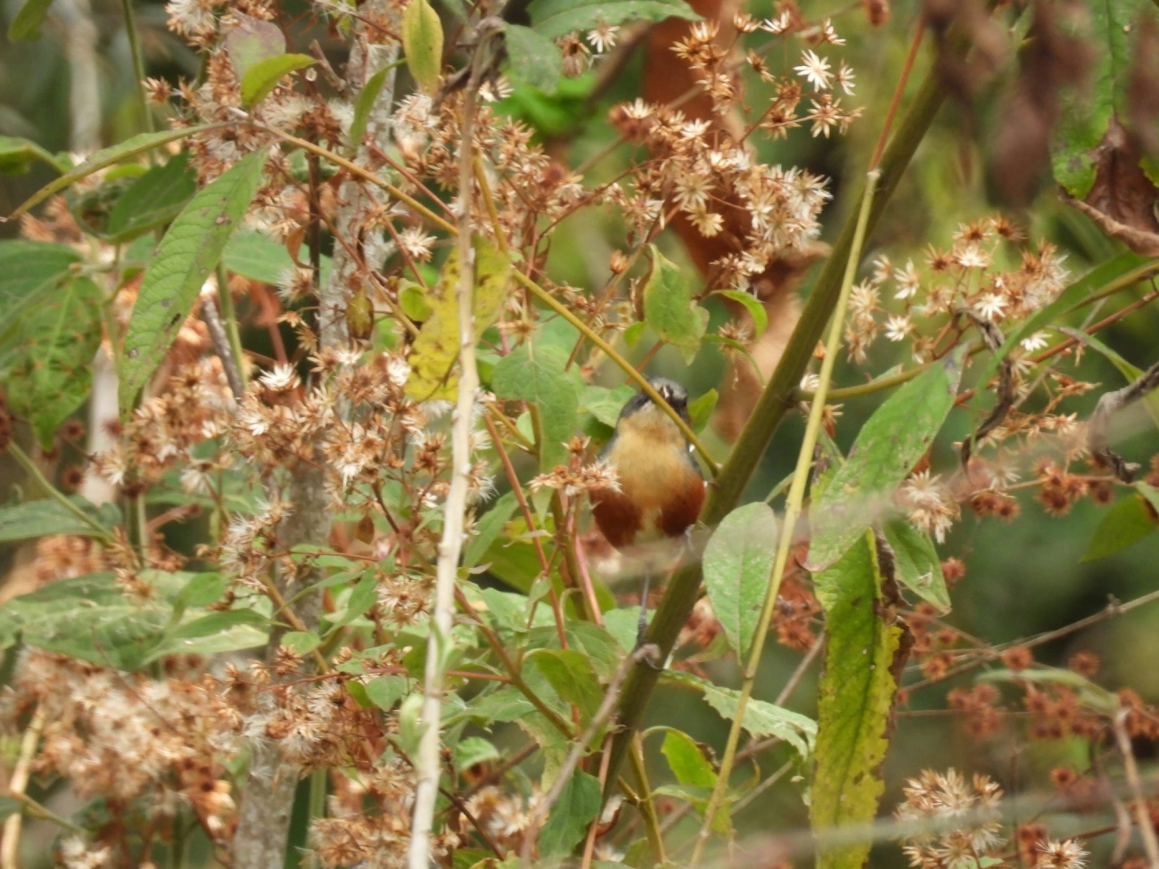 Quete-do-Sudeste (Microspingus lateralis), aves, fotografado em Itamonte