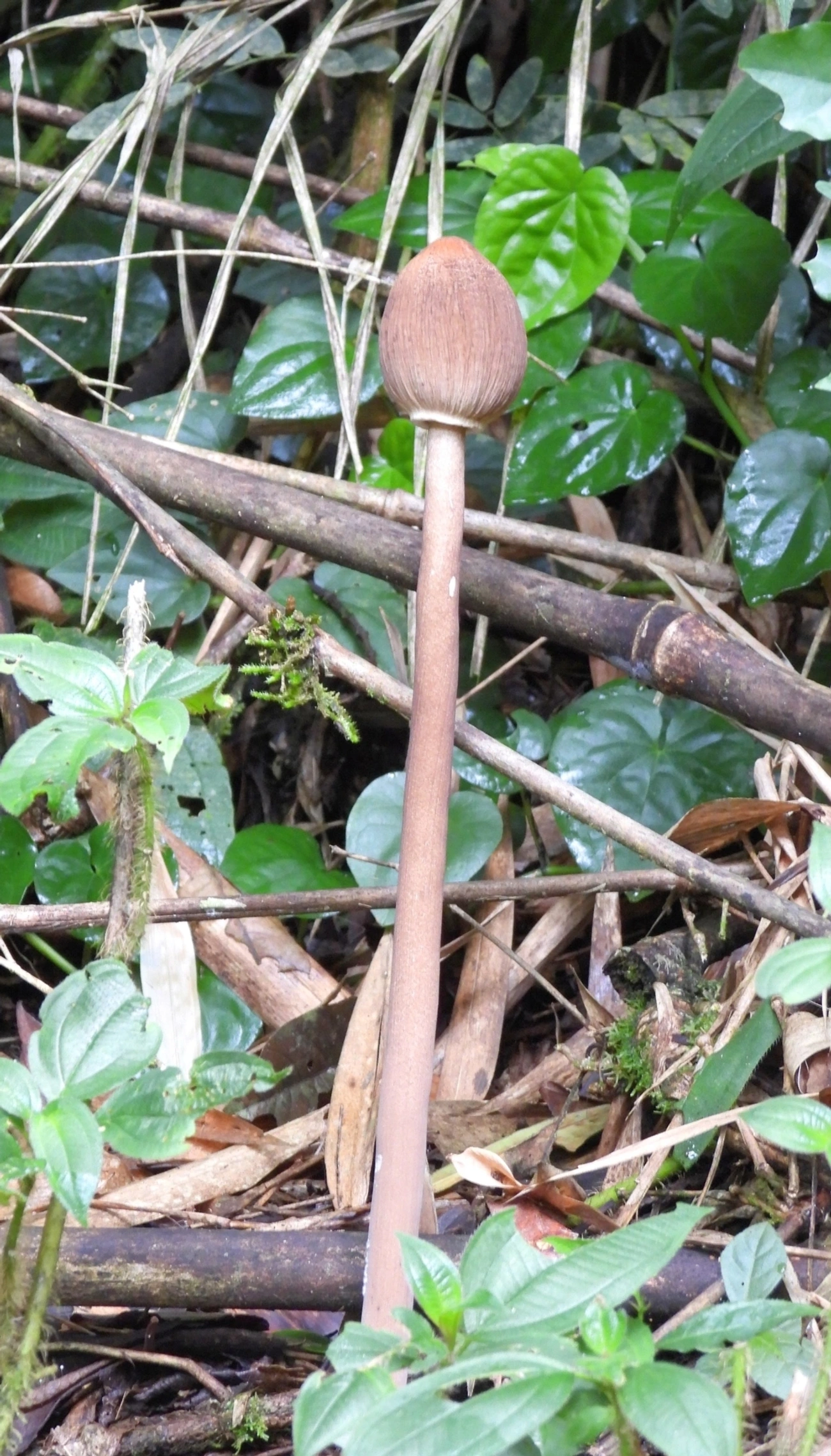 Macrolepiotas (Macrolepiota), fungos, fotografado em Queluz