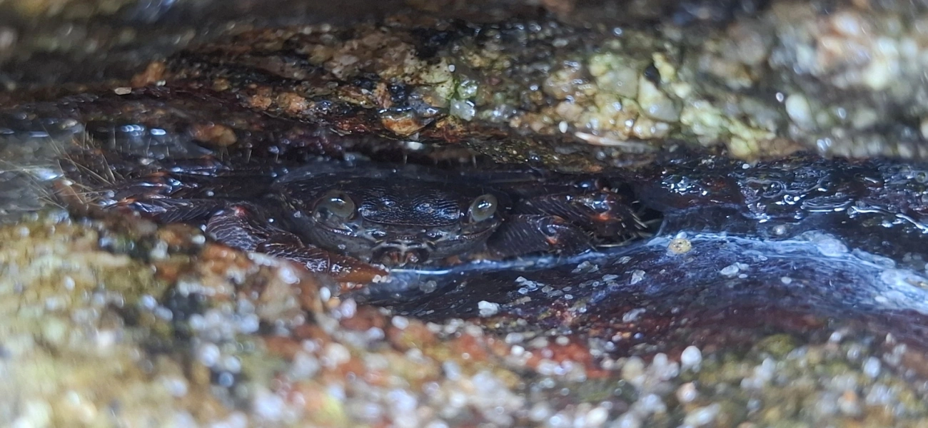 Caranguejo-verde (Pachygrapsus transversus), crustáceos, fotografado em Toque-Toque Grande, São Sebastião