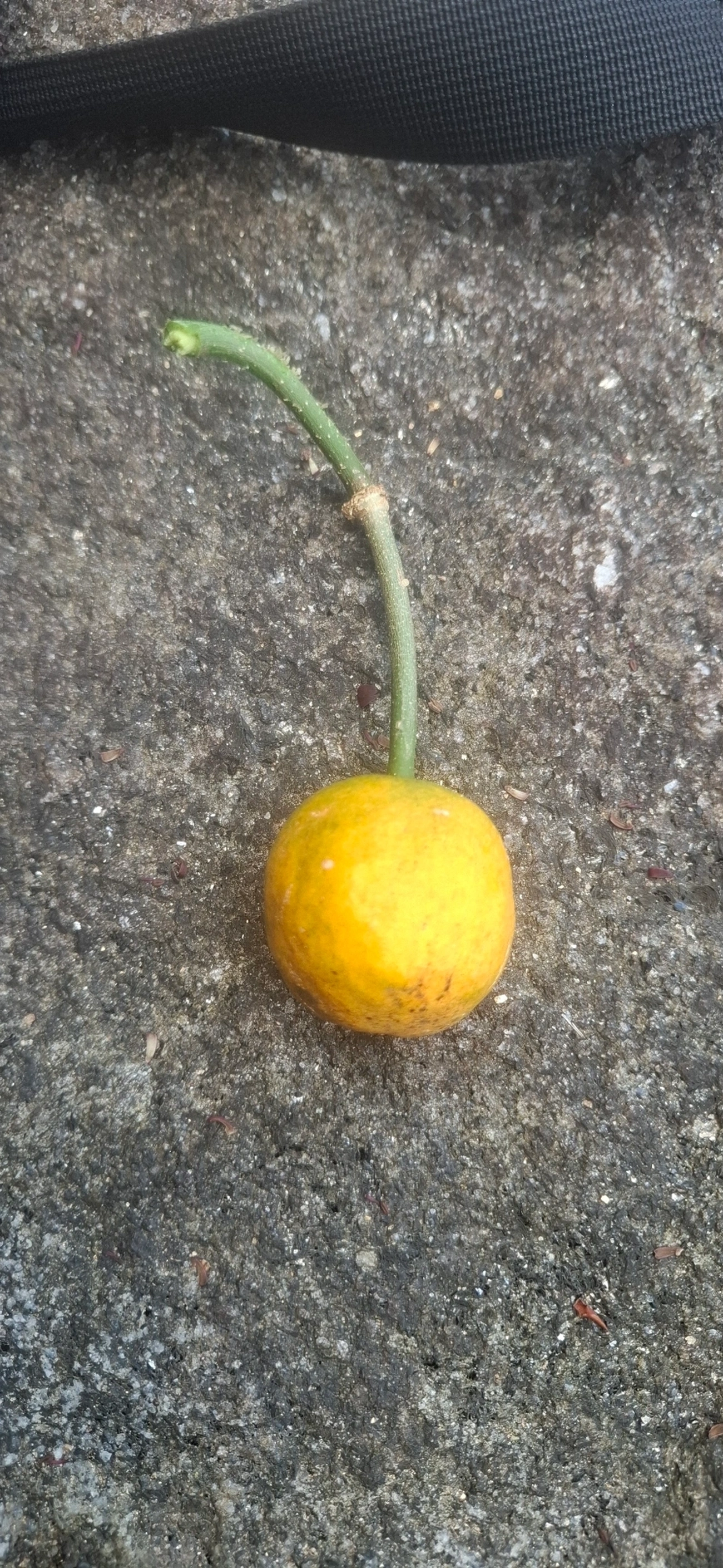 Tapiá (Crateva tapia), plantas, fotografado em Toque-Toque Pequeno, São Sebastião