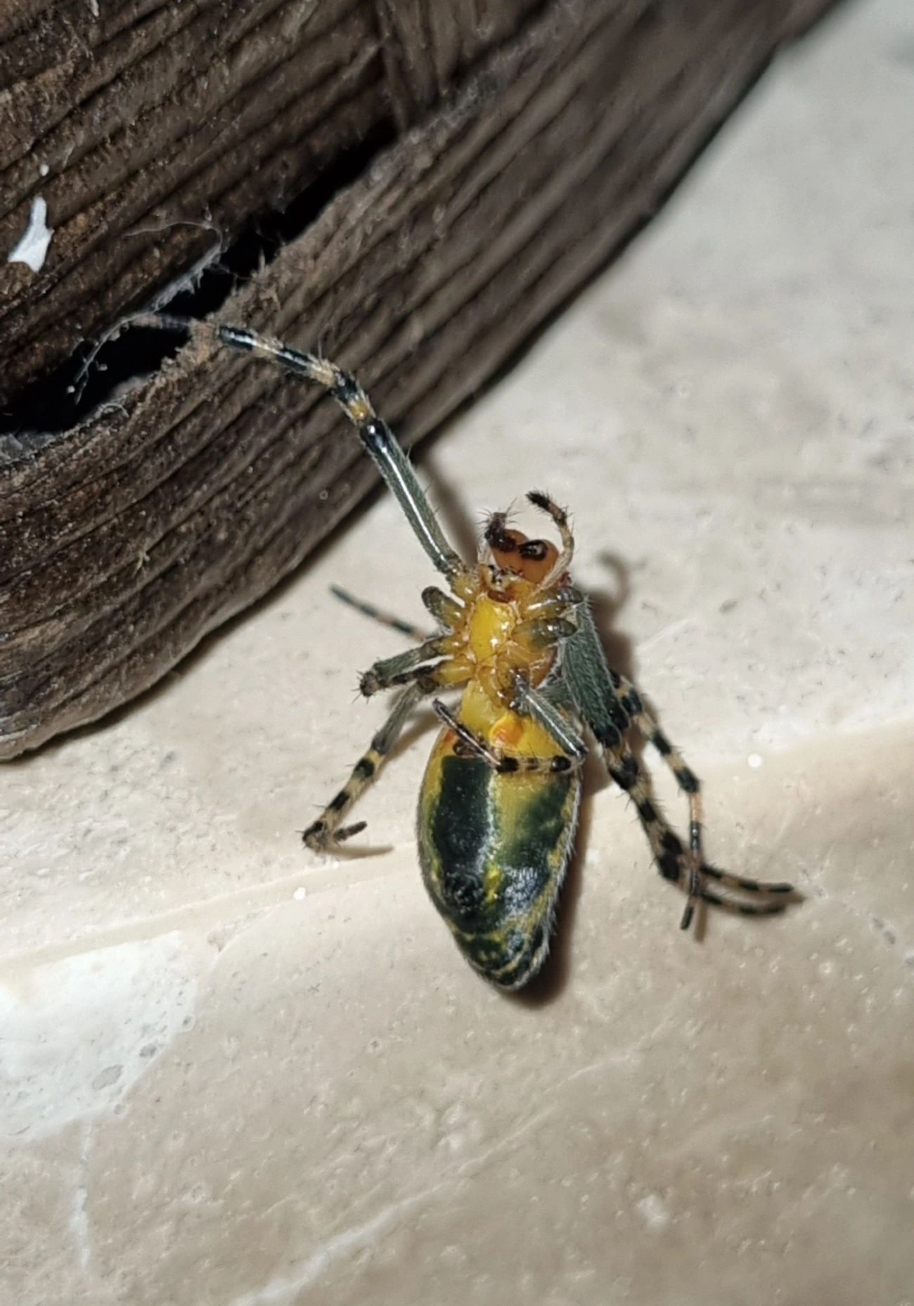Aranhas orbitelares (Araneidae), aracnídeos, fotografado em Maresias, São Sebastião