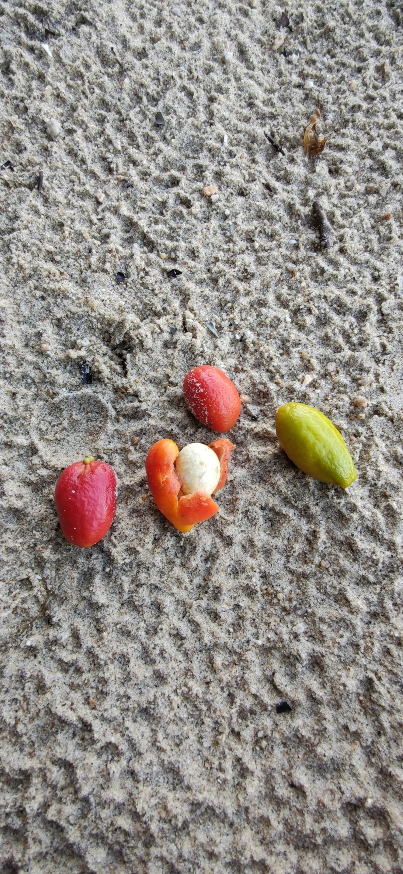Pitangas (Eugenia), plantas, fotografado em Caraguatatuba