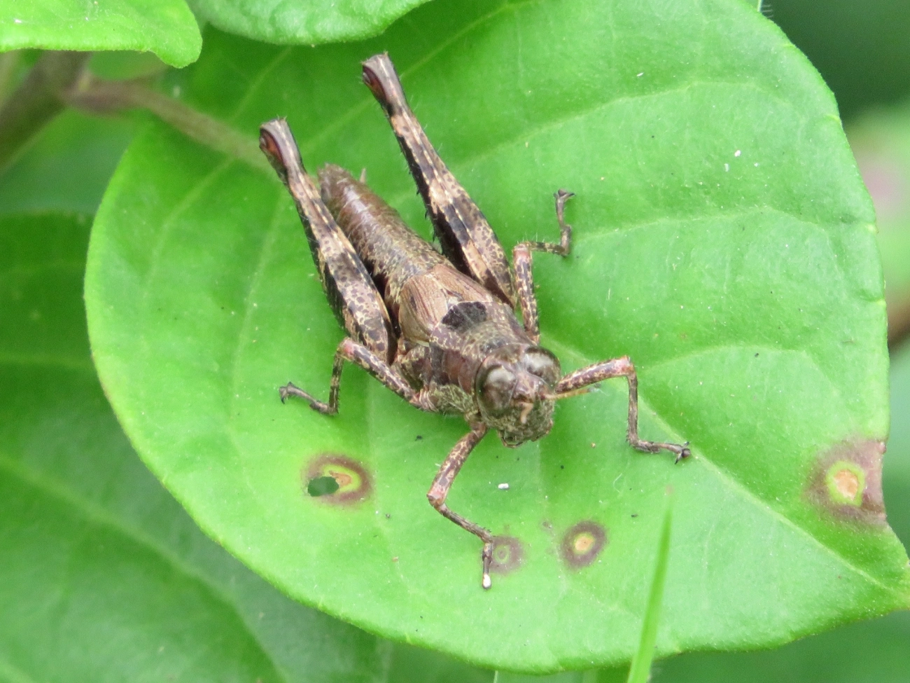 Digamacris amoena, insetos, fotografado em Maresias, São Sebastião