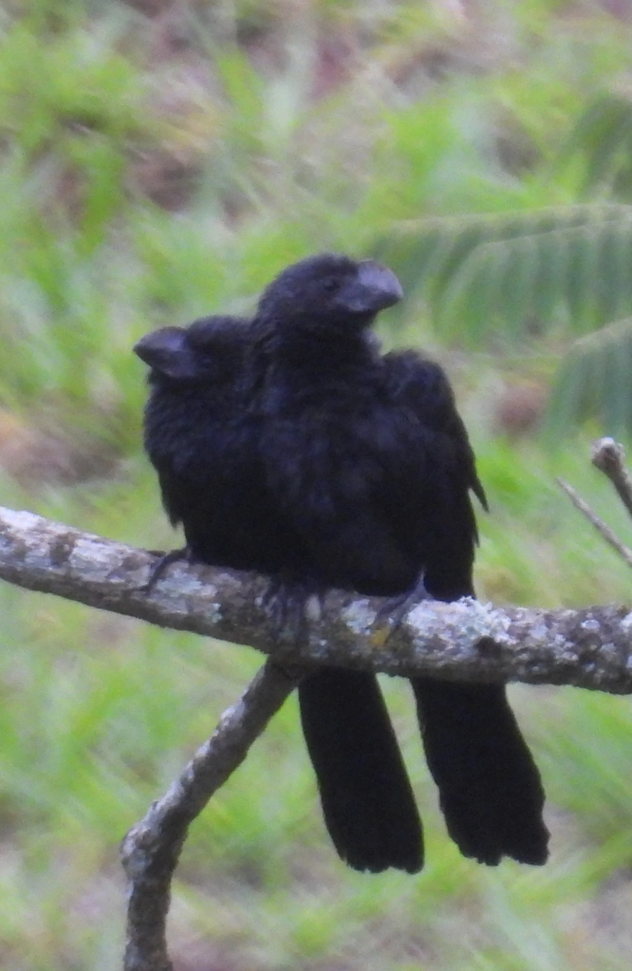 Anu-preto (Crotophaga ani), aves, fotografado em Recanto Imperial, Santa Isabel