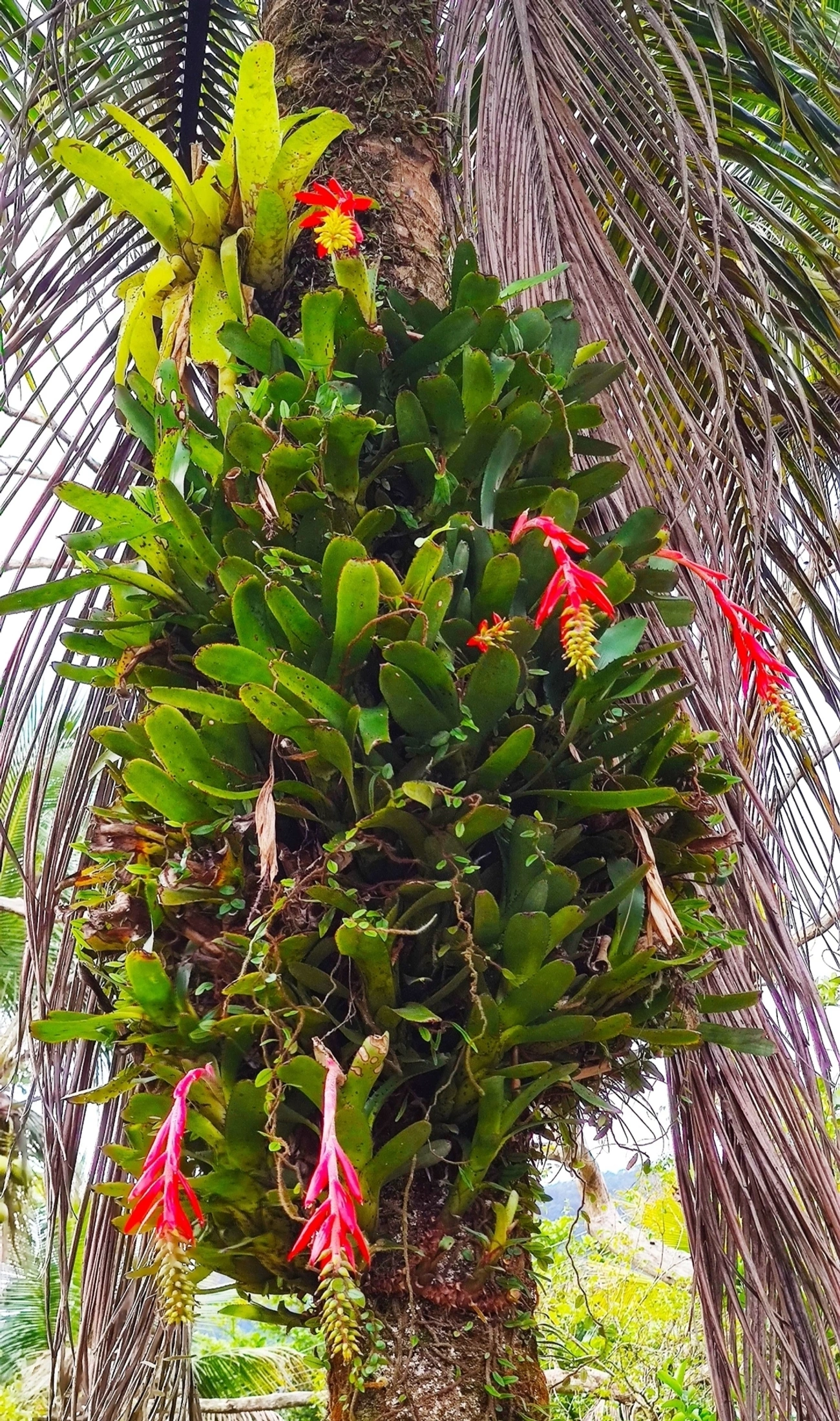 Chupa-chupa (Aechmea nudicaulis), plantas, fotografado em Maresias, São Sebastião