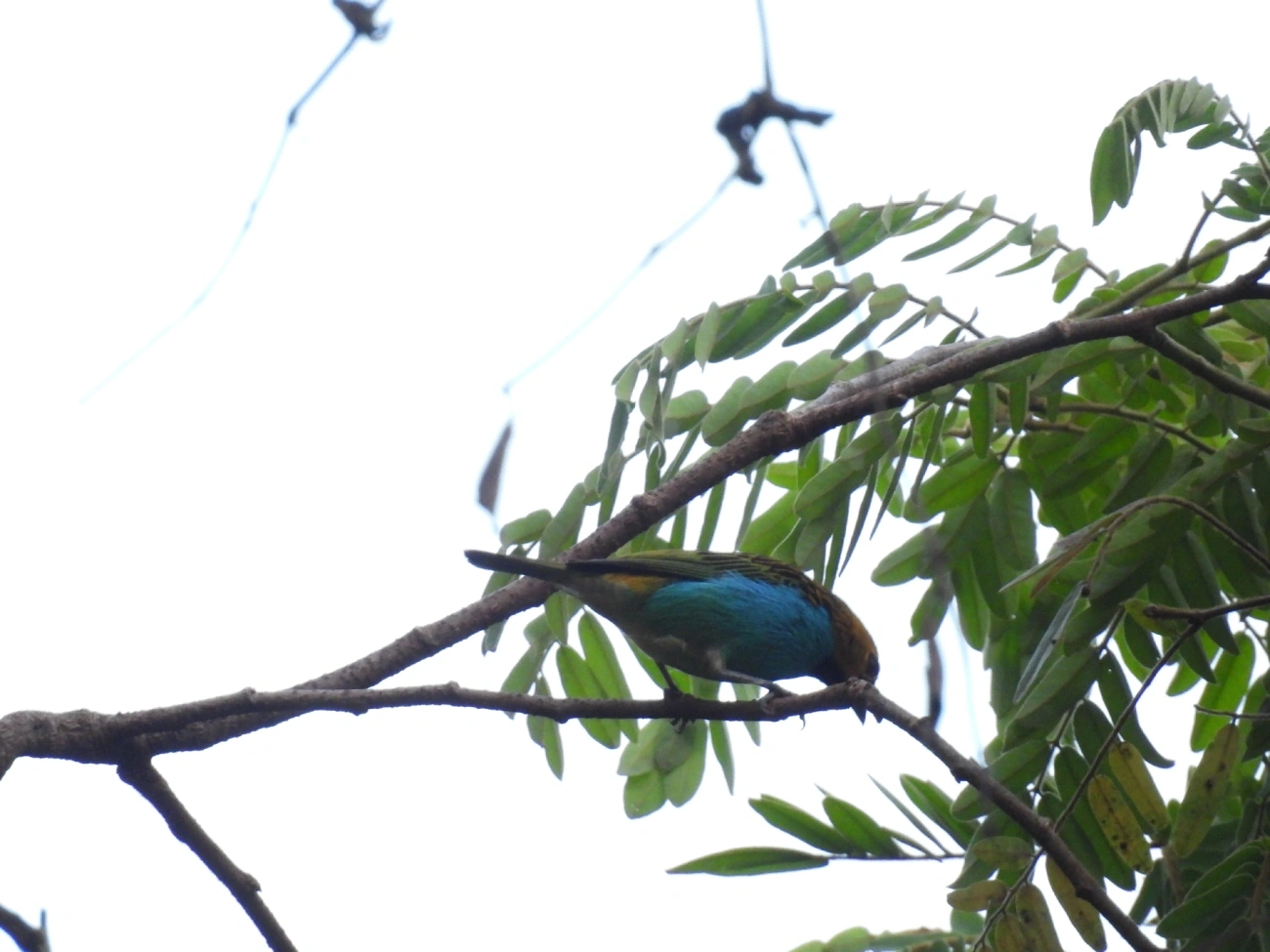 Saíra-douradinha (Tangara cyanoventris), aves, fotografado em Queluz
