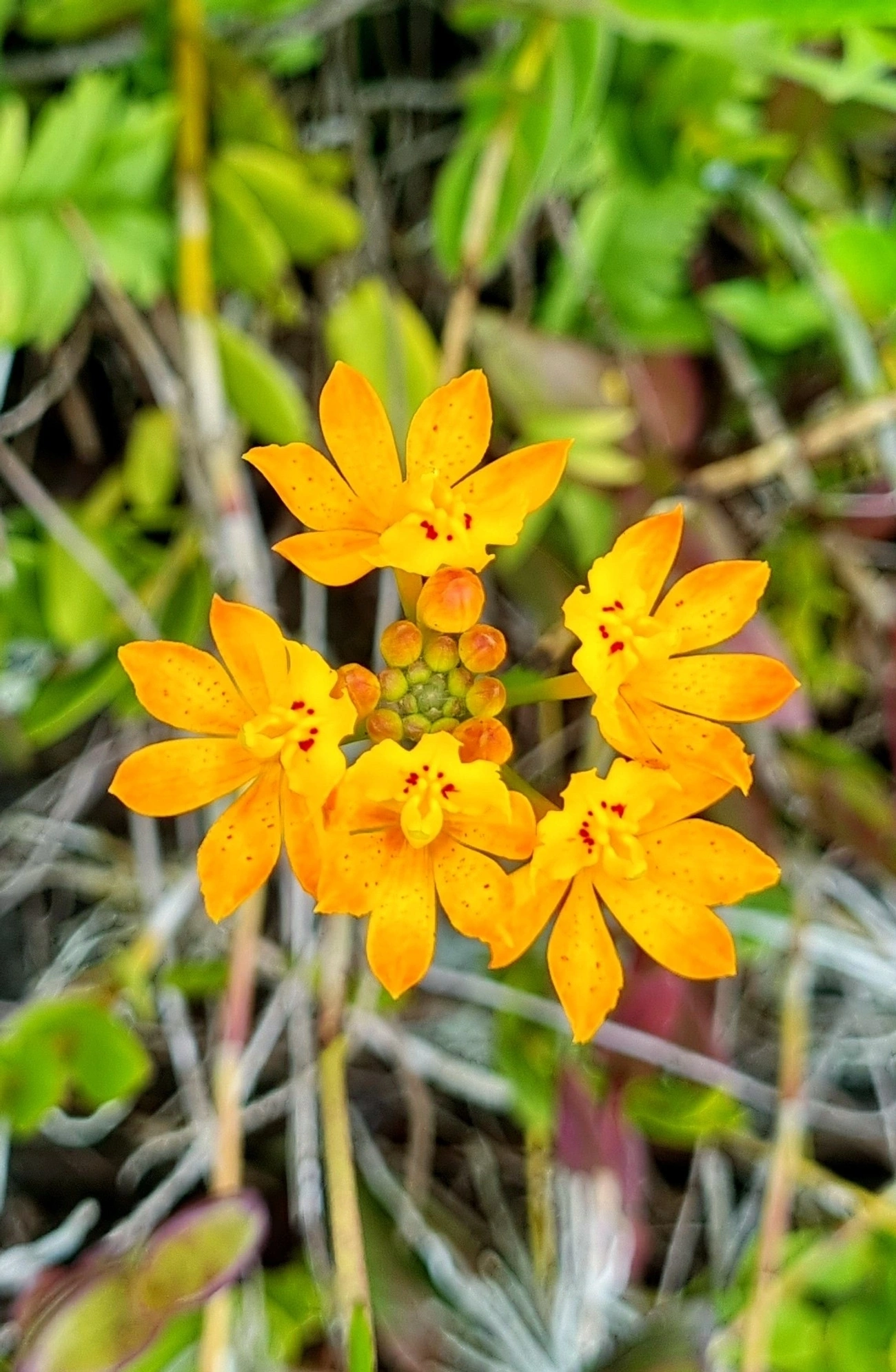 Orquídea-da-Praia (Epidendrum fulgens), plantas, fotografado em Toque-Toque Grande, São Sebastião